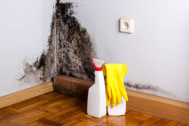 Best Forensic Mold Investigation  in Hemet, CA